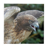 Rotschwanzfalken-Raptor-Foto Fliese (Vorderseite)