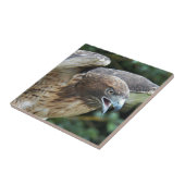 Rotschwanzfalken-Raptor-Foto Fliese (Seite)