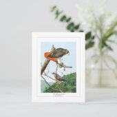 Rotschwanzfalken und Cooper-Falken Postkarte (Stehend Vorderseite)