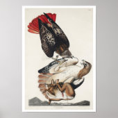 Rotschwanzfalken von Audubon Poster (Vorne)