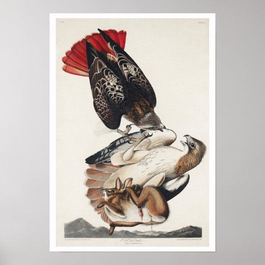 Rotschwanzfalken von Audubon Poster (Vorne)