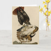 Rotschwanzfalken von Audubons Vögeln in Amerika Karte (Gelbe Blume)