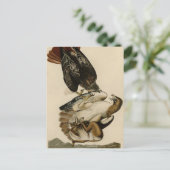 Rotschwanzfalken von Audubons Vögeln in Amerika Postkarte (Stehend Vorderseite)