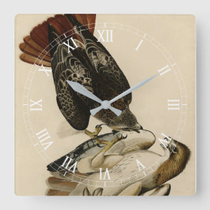 Rotschwanzfalken von Audubons Vögeln in Amerika Quadratische Wanduhr
