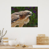 Rotschwanzfalkenportrait Poster (Küche)