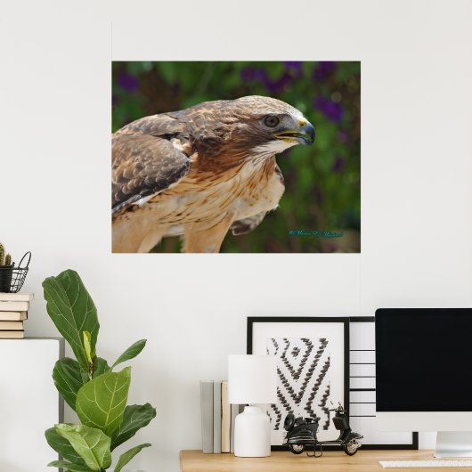 Rotschwanzfalkenportrait Poster (Heimbüro)