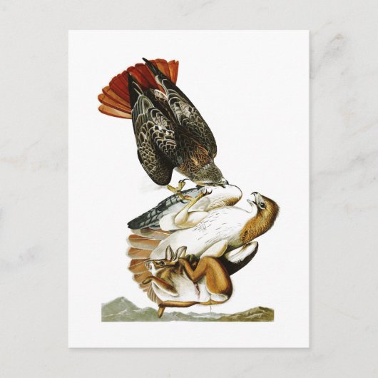 Rotschwanzfalker John James Audubon Birds Amerika Postkarte (Vorderseite)