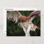 Rotschwanzfalkkarte Postkarte (Vorne/Hinten)