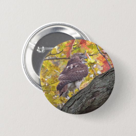 Rotschwanzfalkknopf Button (Vorne & Hinten)