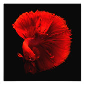 Rotschwanzfisch Fotodruck (Vorne)