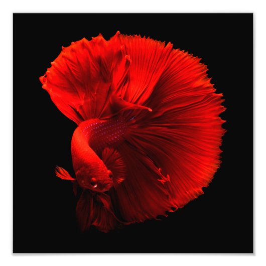 Rotschwanzfisch Fotodruck (Vorne)