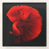 Rotschwanzfisch Glasuntersetzer (Vorderseite)