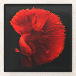 Rotschwanzfisch Glasuntersetzer