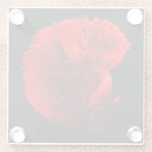 Rotschwanzfisch Glasuntersetzer (Rückseite)