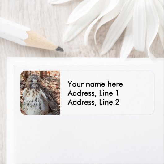 Rotschwanzhahn (Insitu)