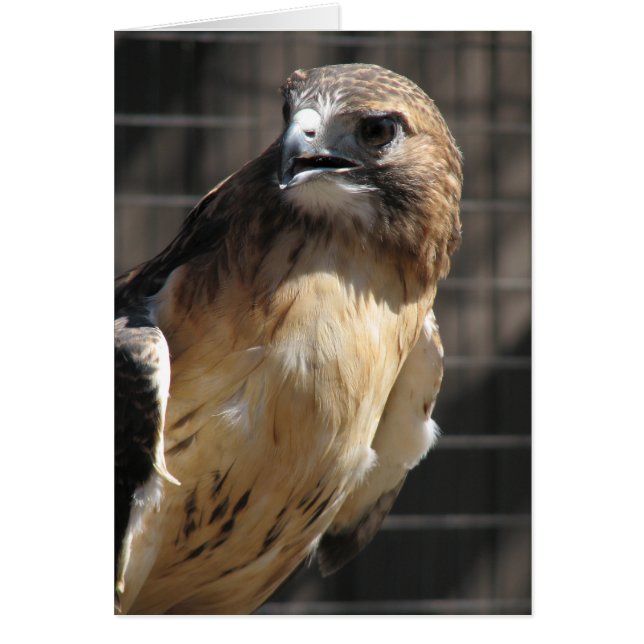 Rotschwanzhahn/Buzzard (Vorne)