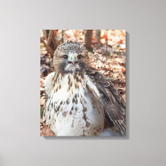 Rotschwanzhahn Leinwanddruck (Vorderseite)