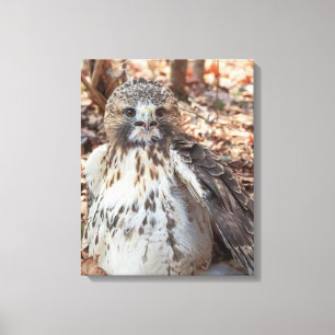 Rotschwanzhahn Leinwanddruck