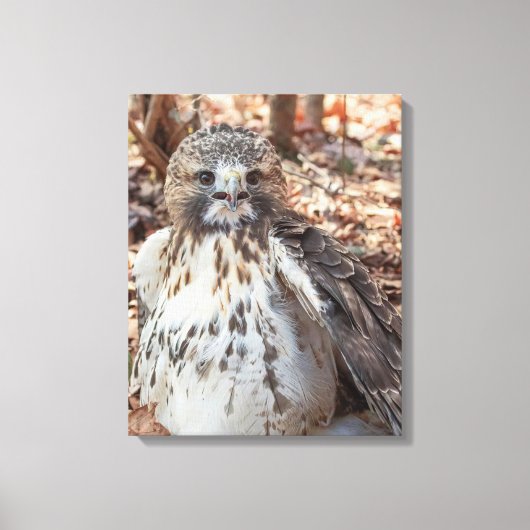 Rotschwanzhahn Leinwanddruck (Vorderseite)