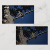 Rotschwanzhahn, unreif visitenkarte (Vorne/Hinten)