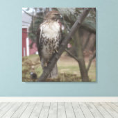 Rotschwanzhawk auf Zweig 24" x 24" Leinwanddruck (Insitu (Holzboden))