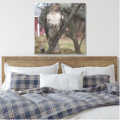 Rotschwanzhawk auf Zweig 24" x 24" Leinwanddruck (Insitu (Schlafzimmer))
