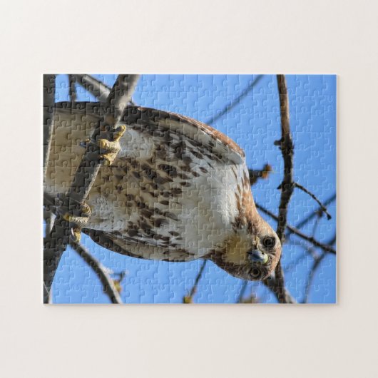 Rotschwanzhawk, der dich ansieht puzzle (Horizontal)