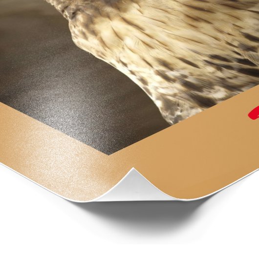 Rotschwanzhawk-Foto Fotodruck (Ecke)