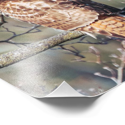 Rotschwanzhawk Fotodruck (Ecke)