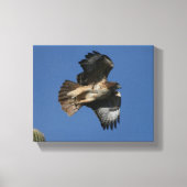 Rotschwanzhawk Leinwanddruck (Vorderseite)
