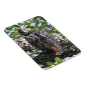 Rotschwanzhawk Magnet (Rechte Seite)