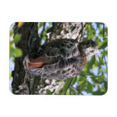 Rotschwanzhawk Magnet (Horizontal)