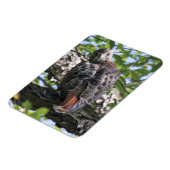 Rotschwanzhawk Magnet (Linke Seite)