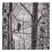 Rotschwanzhawk P8443 Poster (Vorderseite)