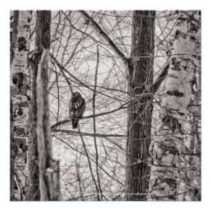 Rotschwanzhawk P8443 Poster