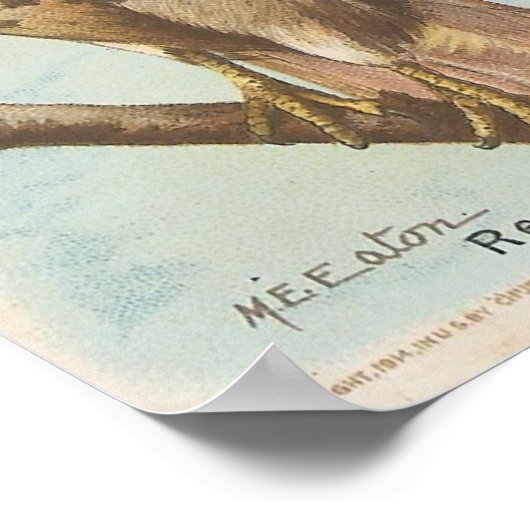 Rotschwanzhawk Poster (Ecke)