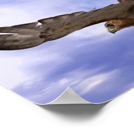 Rotschwanzhawk Poster (Ecke)