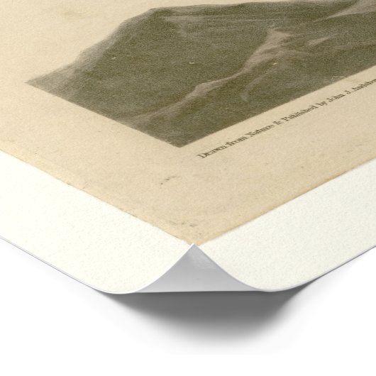 Rotschwanzhawk Poster (Ecke)