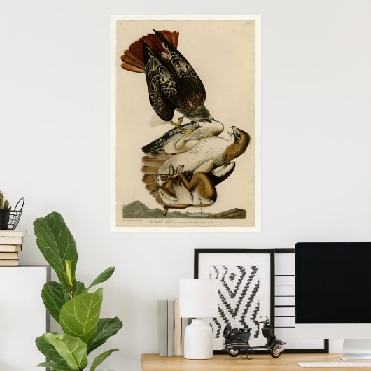 Rotschwanzhawk Poster (Heimbüro)