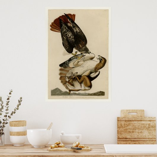 Rotschwanzhawk Poster (Küche)
