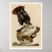 Rotschwanzhawk Poster (Vorne)