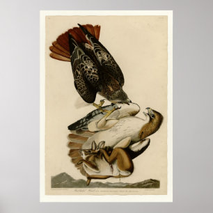 Rotschwanzhawk Poster