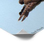 Rotschwanzhawk-Poster Poster (Ecke)