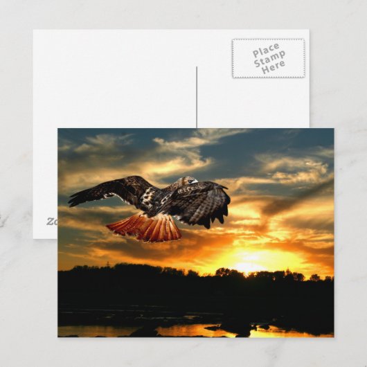 Rotschwanzhawk Postkarte (Vorne/Hinten)