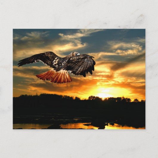 Rotschwanzhawk Postkarte (Vorderseite)