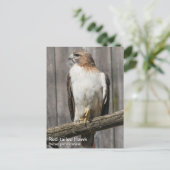 Rotschwanzhawk Postkarte (Stehend Vorderseite)