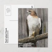 Rotschwanzhawk Postkarte (Vorne/Hinten)