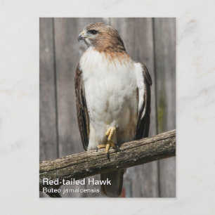 Rotschwanzhawk Postkarte