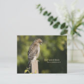 Rotschwanzhawk Postkarte (Stehend Vorderseite)