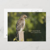 Rotschwanzhawk Postkarte (Vorne/Hinten)